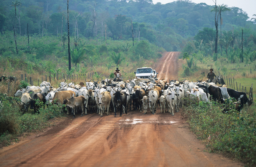 Cattle ranching and its increasing affect